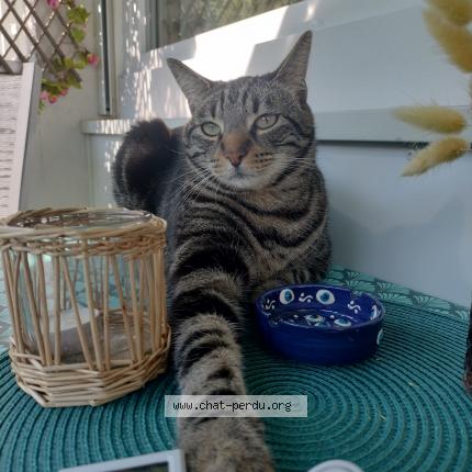 Photo 1/1 Chat retrouvé Perdu à St Genis Laval