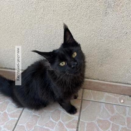Photo de chat perdu à Perols