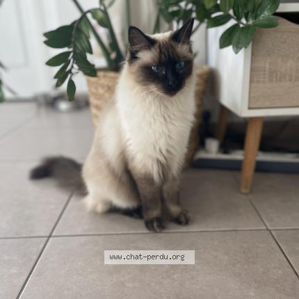 Photo de chat perdu à Beziers