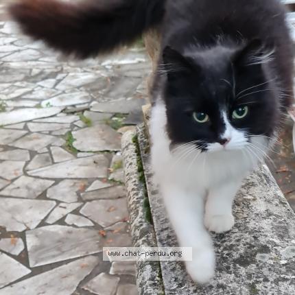 Photo de chat perdu à Liancourt