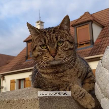 Photo 1/1 Chat retrouvé Perdu à Chelles