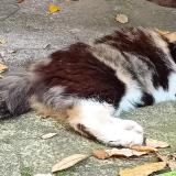 Photo de chat perdu à Ahuy