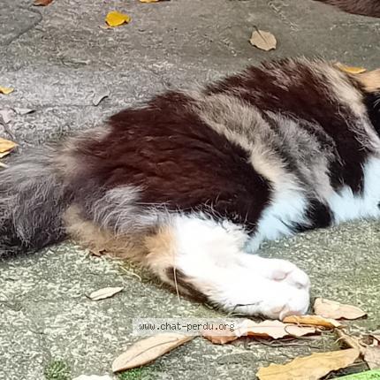 Photo 1/1 Chat retrouvé Perdu à Ahuy