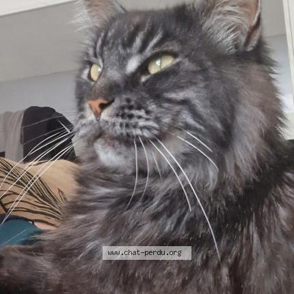 Photo de chat perdu à Chiroubles