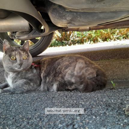 Photo de chat perdu à Marolles En Brie