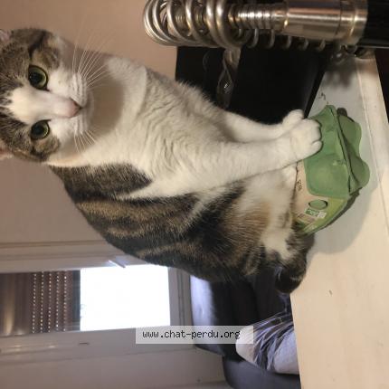 Photo de chat perdu à Romainville
