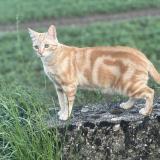 Photo de chat perdu à Saint Prex