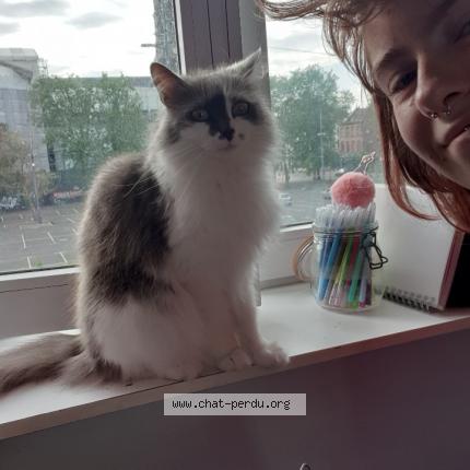 Photo de chat perdu à Lille
