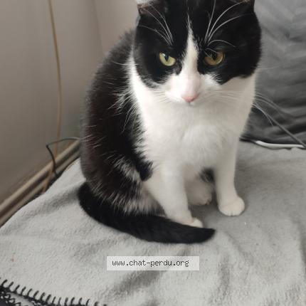 Photo 1/1 Taïga Chat perdu à Beugnies