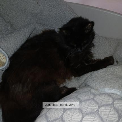 Photo de chat perdu à Nancy