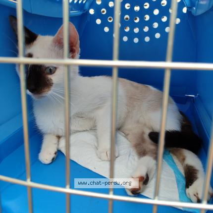 Photo 1/1 Pasha Chat perdu à La chapelle huon