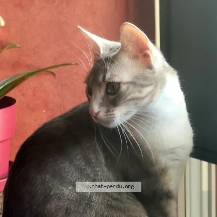 Photo 1/1 Chat retrouvé Perdu à Moigny Sur Ecole