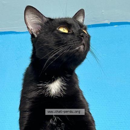 Photo de chat perdu à Chateauneuf Sur Loire