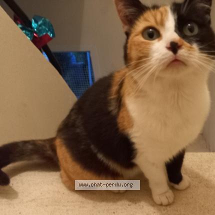 Photo 1/1 Poupée Chat perdu à Annecy