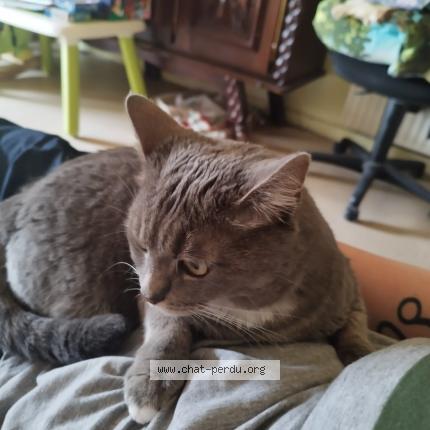 Photo de chat perdu à Auxerre