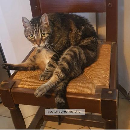 Photo 1/1 Chat retrouvé Perdu à Villeneuve Les Beziers