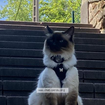 Photo de chat perdu à Petite Rosselle