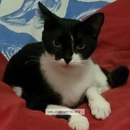 Photo 1/1 Chat retrouvé Perdu à Feyzin