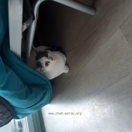 Photo 1/1 Chat retrouvé Trouvé à Rennes