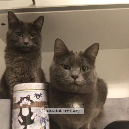 Photo de chat perdu à Joue Les Tours