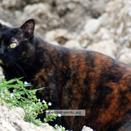 Photo de chat perdu à Saint Joseph