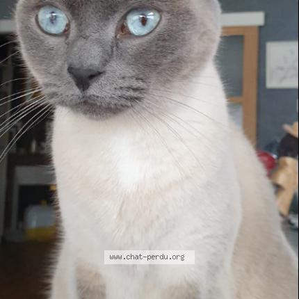 Photo de chat perdu à Deuil La Barre