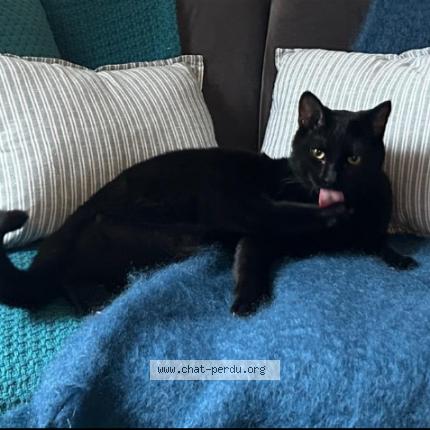Photo de chat perdu à Hettange Grande