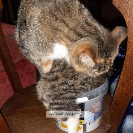 Photo 1/1 KITTY Chat perdu à Le temple sur lot