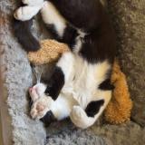 Photo de chat perdu à Richerenches