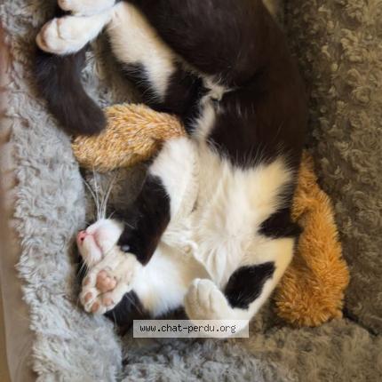 Photo 1/1 Chat retrouvé Perdu à Richerenches