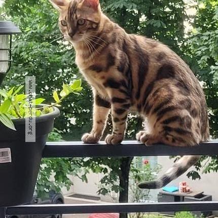Photo 1/1 Chat retrouvé Perdu à Lyon
