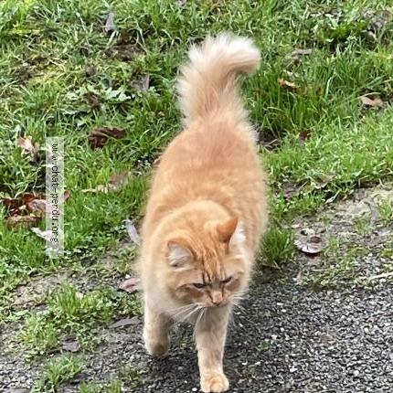 Photo de chat perdu à Dirinon