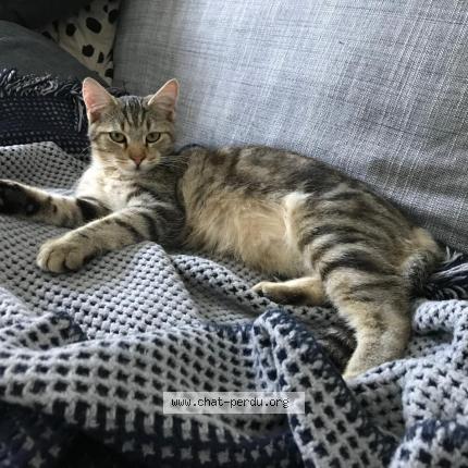 Photo 1/1 Chat retrouvé Perdu à Val De Reuil