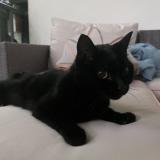 Photo de chat perdu à Fribourg