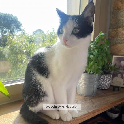 Photo de chat perdu à Brest