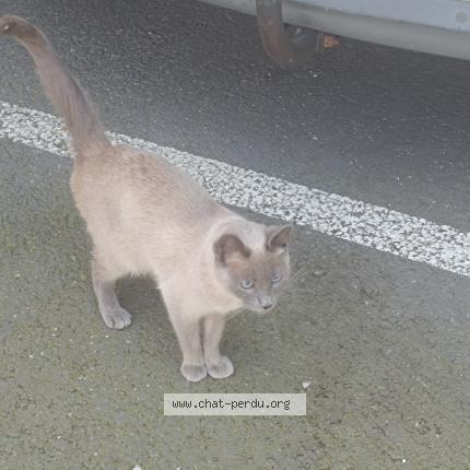 Photo de chat trouvé à Villenave D Ornon