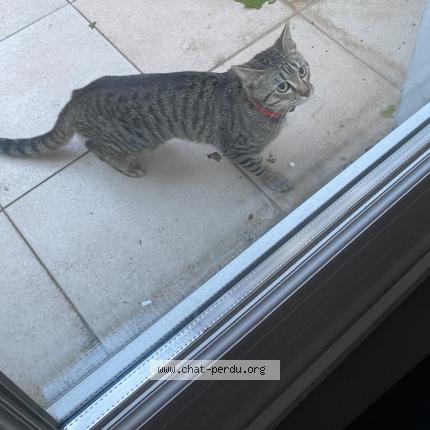 Photo de chat trouvé à Lille