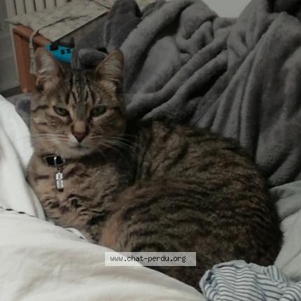 Photo 1/1 Chat retrouvé Perdu à Orleans