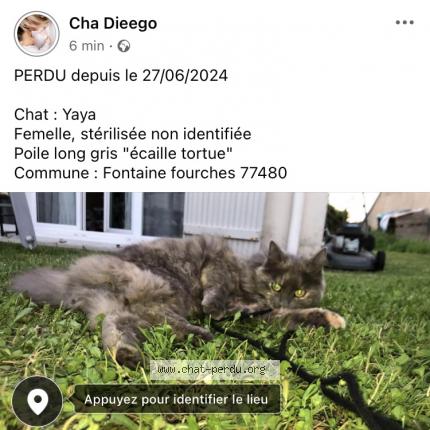 Photo 1/1 Chat retrouvé Perdu à Fontaine Fourches