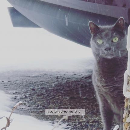 Photo de chat perdu à Boigny Sur Bionne