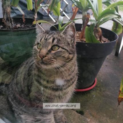 Photo 2/2 Milo Chat perdu à Anderny