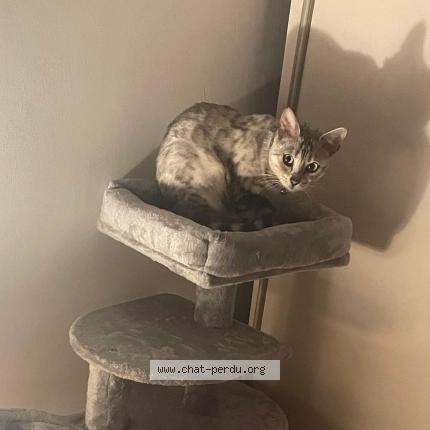 Photo de chat perdu à Livry Gargan
