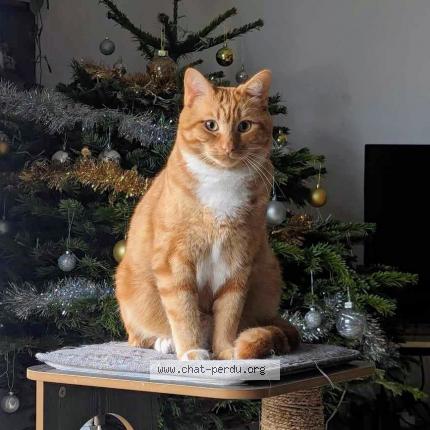 Photo 1/1 Stabilo Chat perdu à Pace