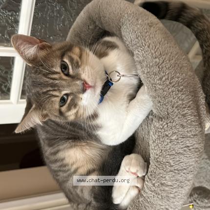 Photo 1/1 Ulysse Chat perdu à Quincy sous senart