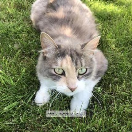 Photo de chat perdu à Tremblay