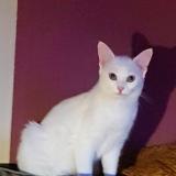 Photo de chat perdu à Lavardin