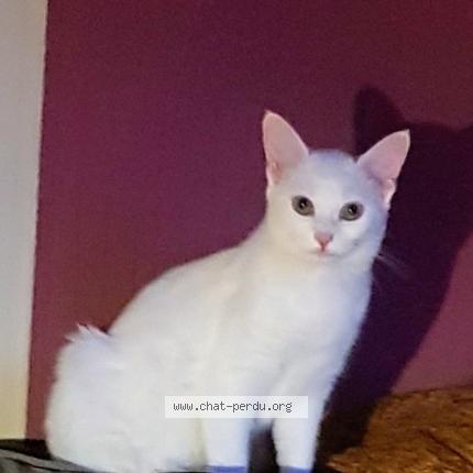 Photo 1/1 Chat retrouvé Perdu à Lavardin