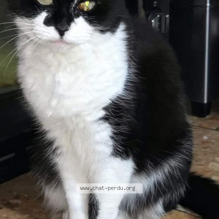 Photo 1/1 Mimi Chat perdu à Meaux