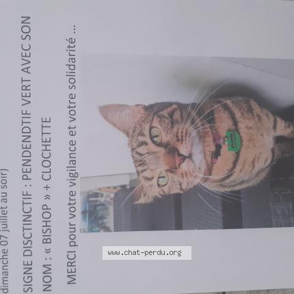 Photo de chat perdu à Sassenage