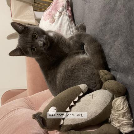 Photo de chat perdu à Saint Maximin